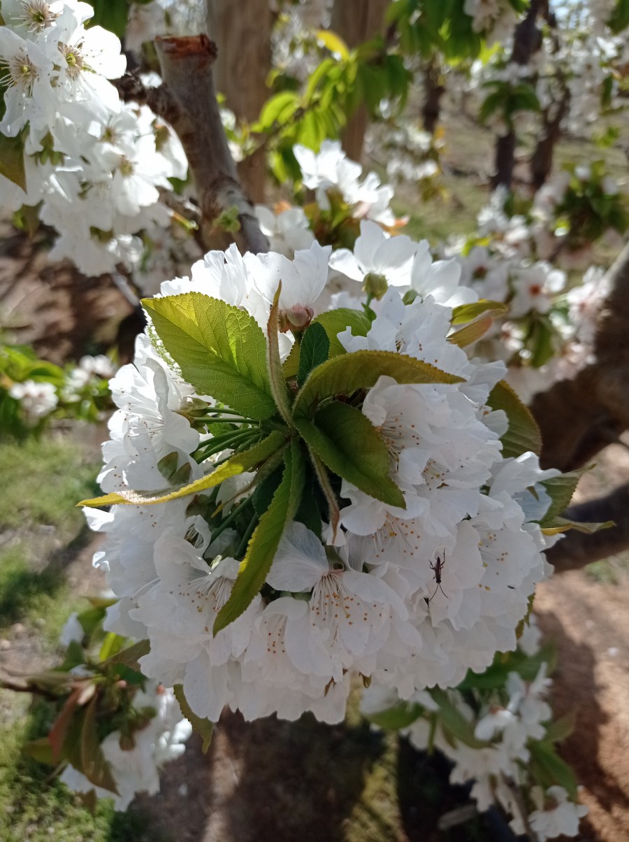 La primavera en nuestras fincas'